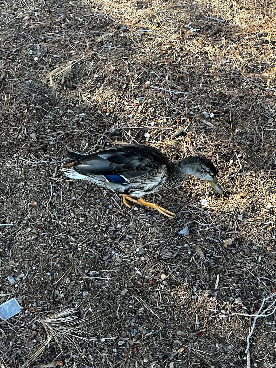 Mallard - ML643569089