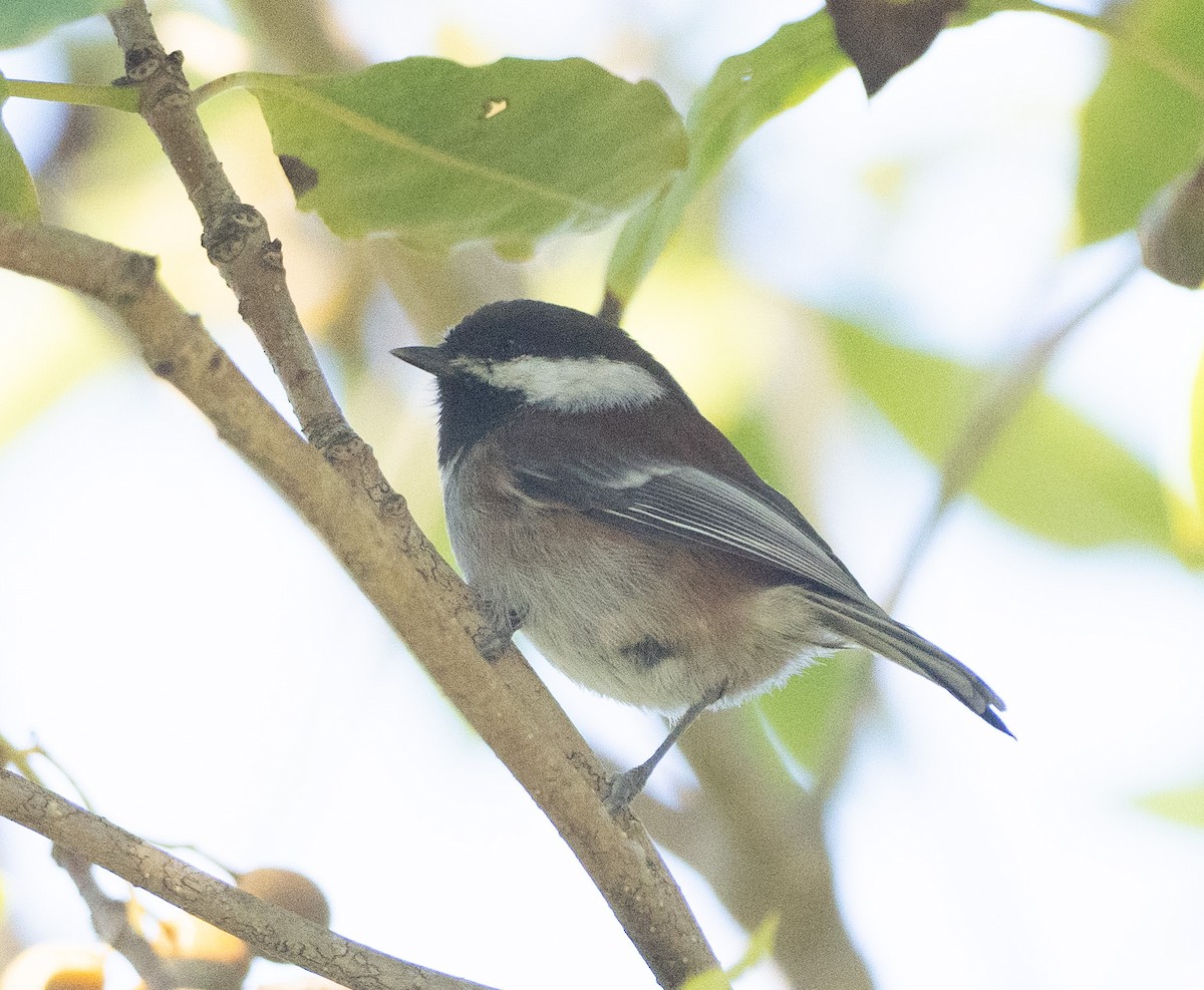 Chestnut-backed Chickadee - ML643569090