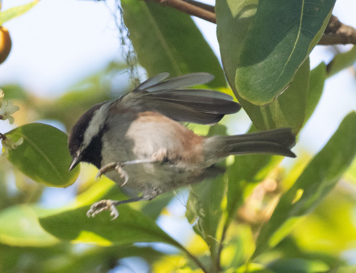 Chestnut-backed Chickadee - ML643569091