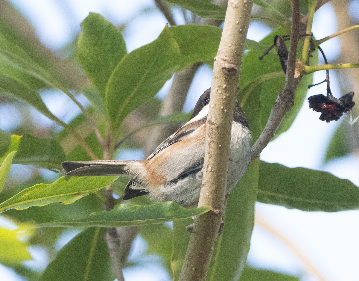 Chestnut-backed Chickadee - ML643569092