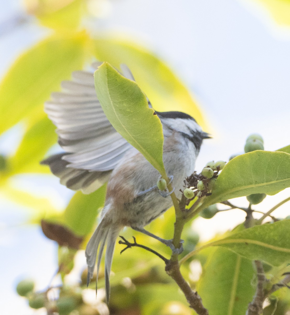 Chestnut-backed Chickadee - ML643569093