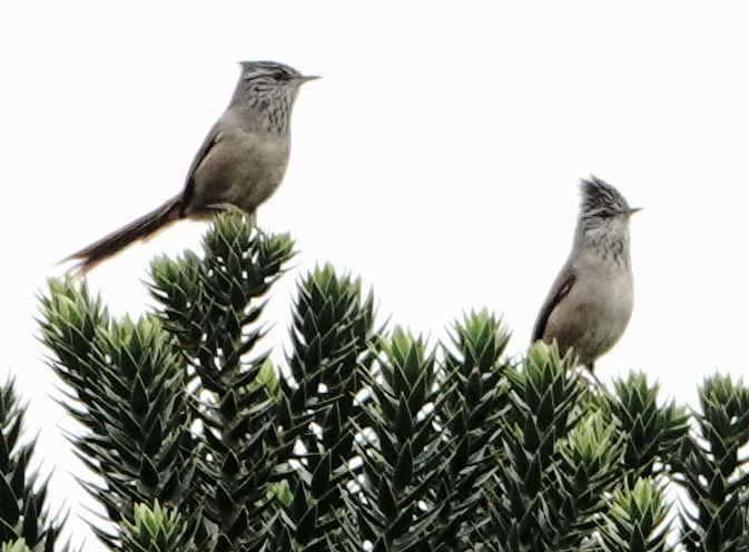 Araukarya Makaskuyruğu - ML643569096