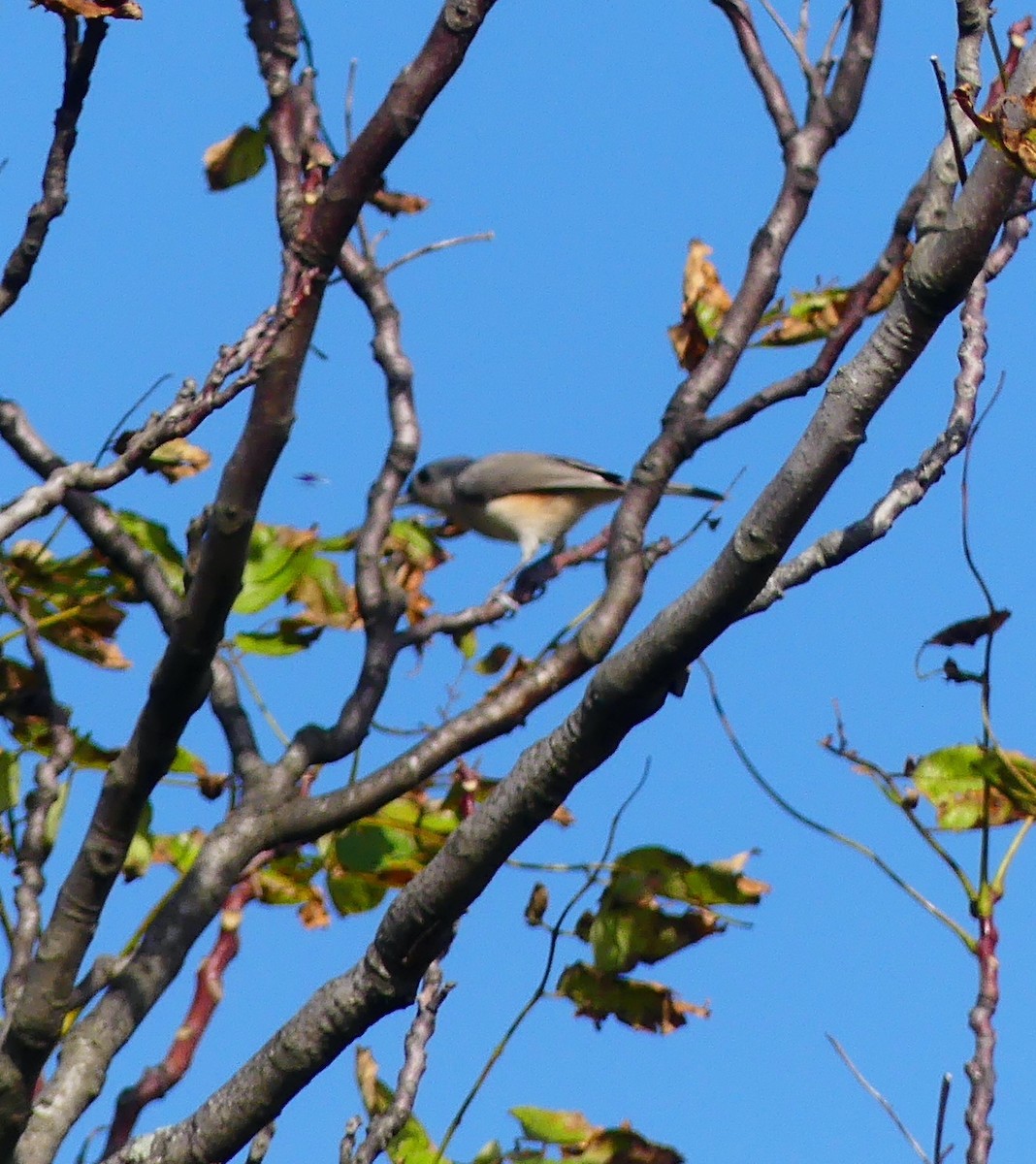 Tufted Titmouse - ML643569105