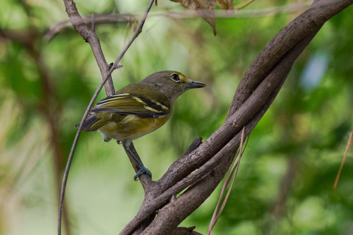 hvitøyevireo - ML643569113