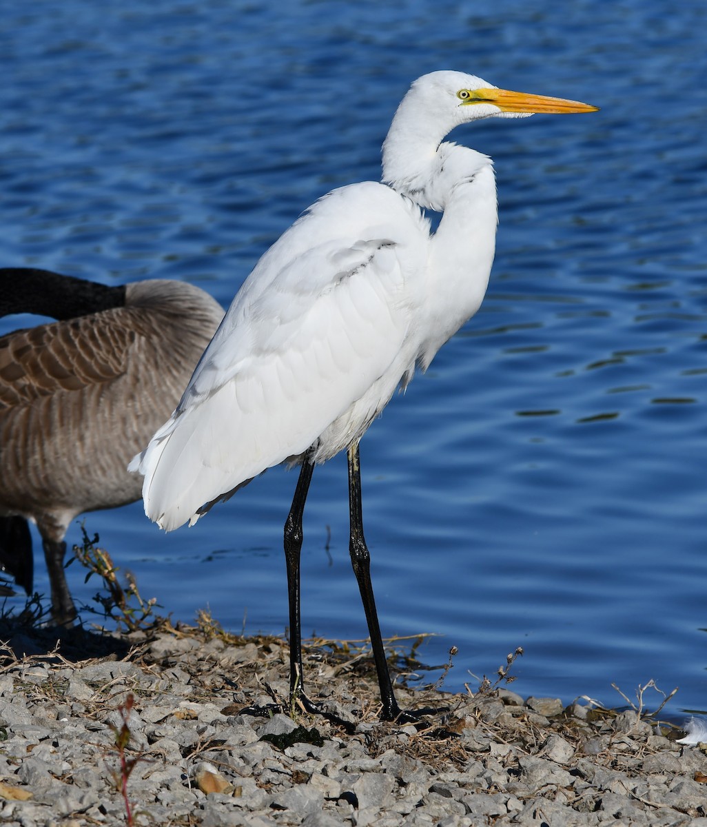egretthegre - ML643569122
