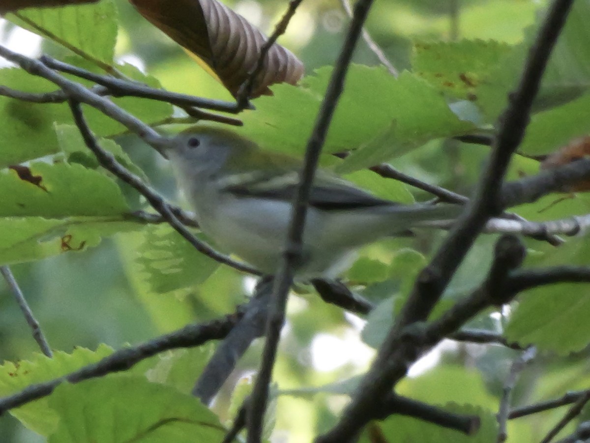 Chestnut-sided Warbler - ML643569128