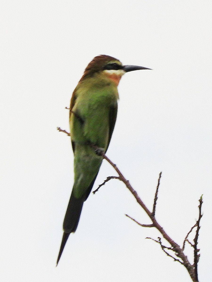 Madagaskar Arıkuşu - ML643569129