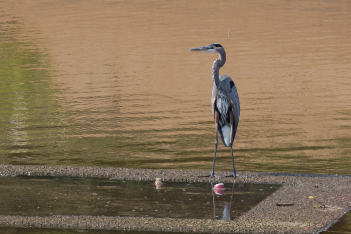 Great Blue Heron - ML643569157