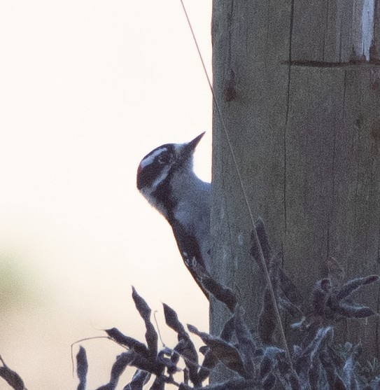 Downy Woodpecker - ML643569161