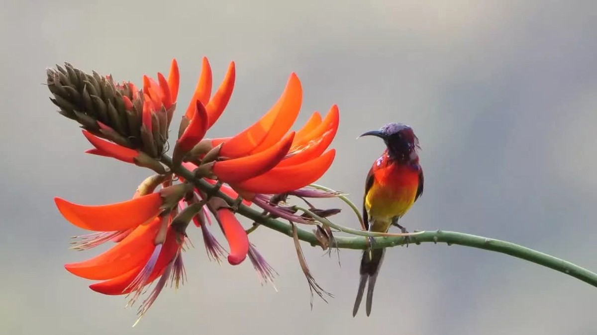 purpurkronesolfugl - ML643569169