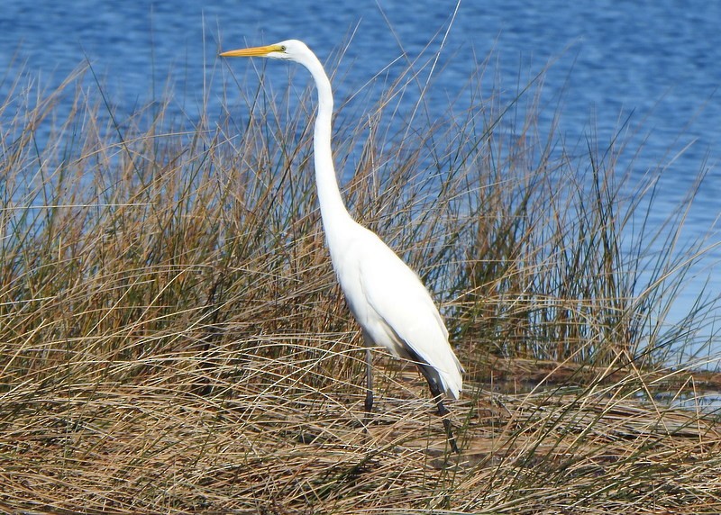 egretthegre - ML643569170