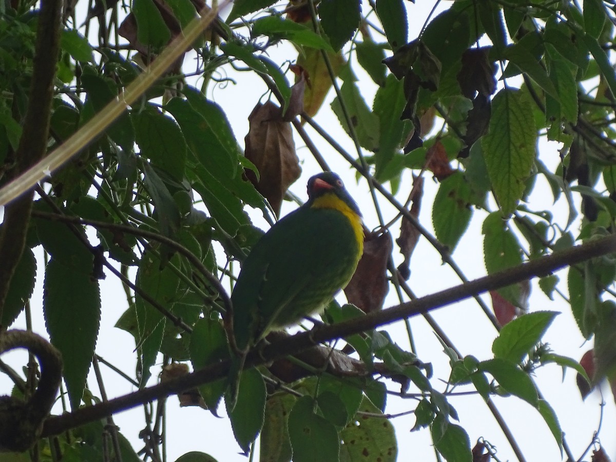 gullbrystfrukteter - ML643569176