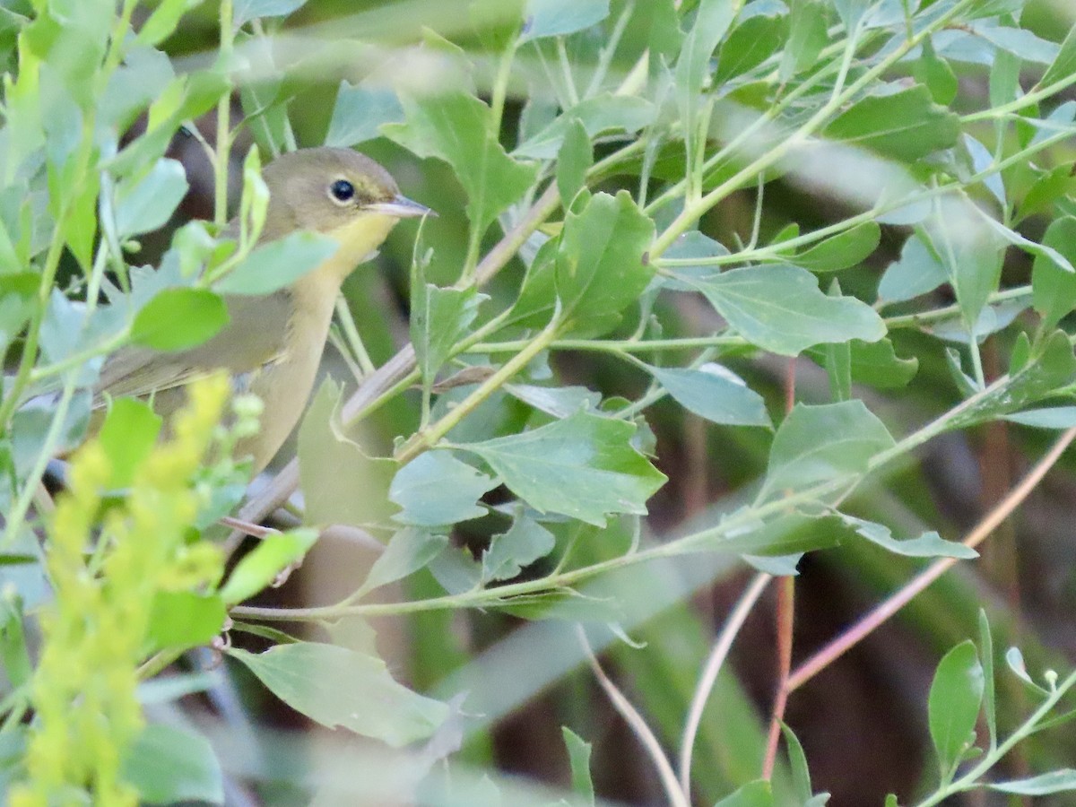 Common Yellowthroat - ML643569179