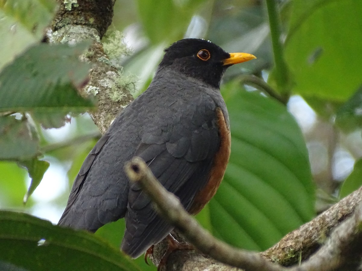 oransjebuktrost - ML643569202