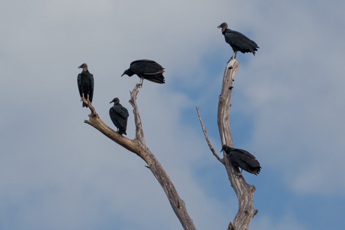 Black Vulture - ML643569239