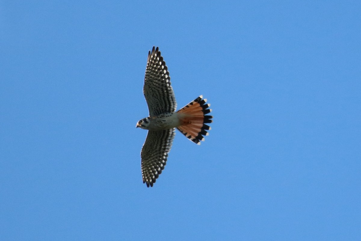 Buntfalke - ML643569241