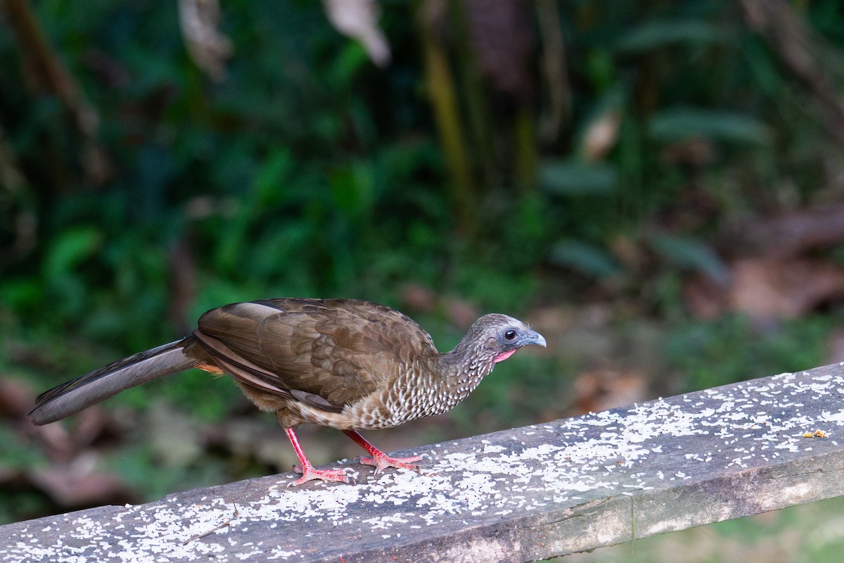 Speckled Chachalaca - ML643569242