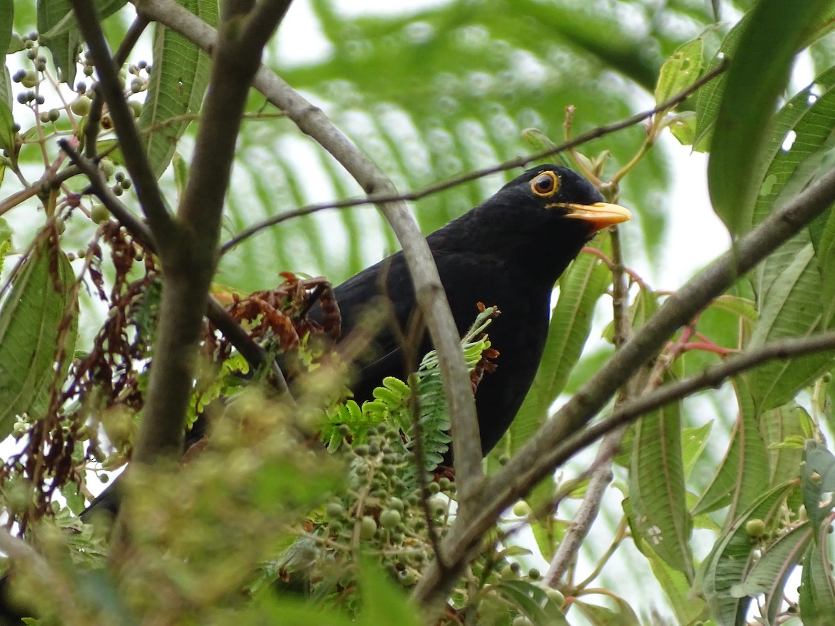 Glossy-black Thrush - ML643569248