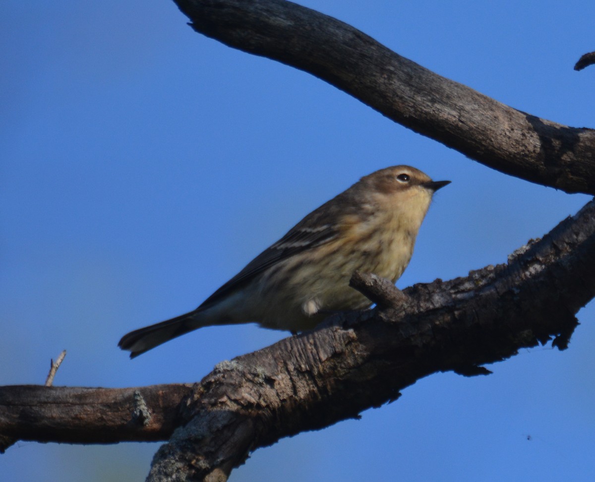 Yellow-rumped Warbler (Myrtle) - ML643569251