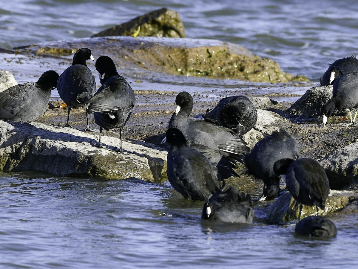 American Coot - ML643569252