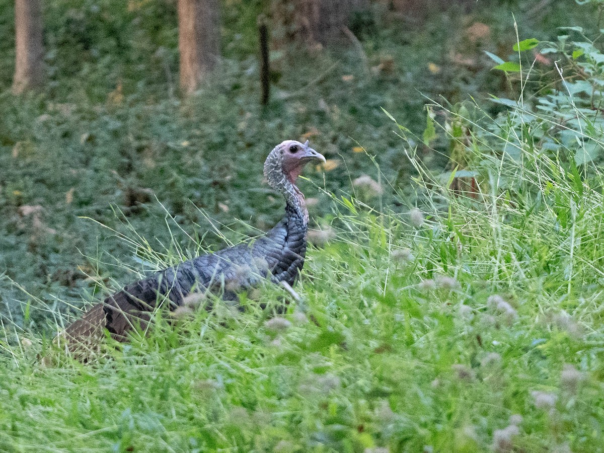 Guajolote Gallipavo - ML643569254