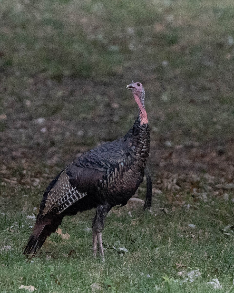 Guajolote Gallipavo - ML643569255