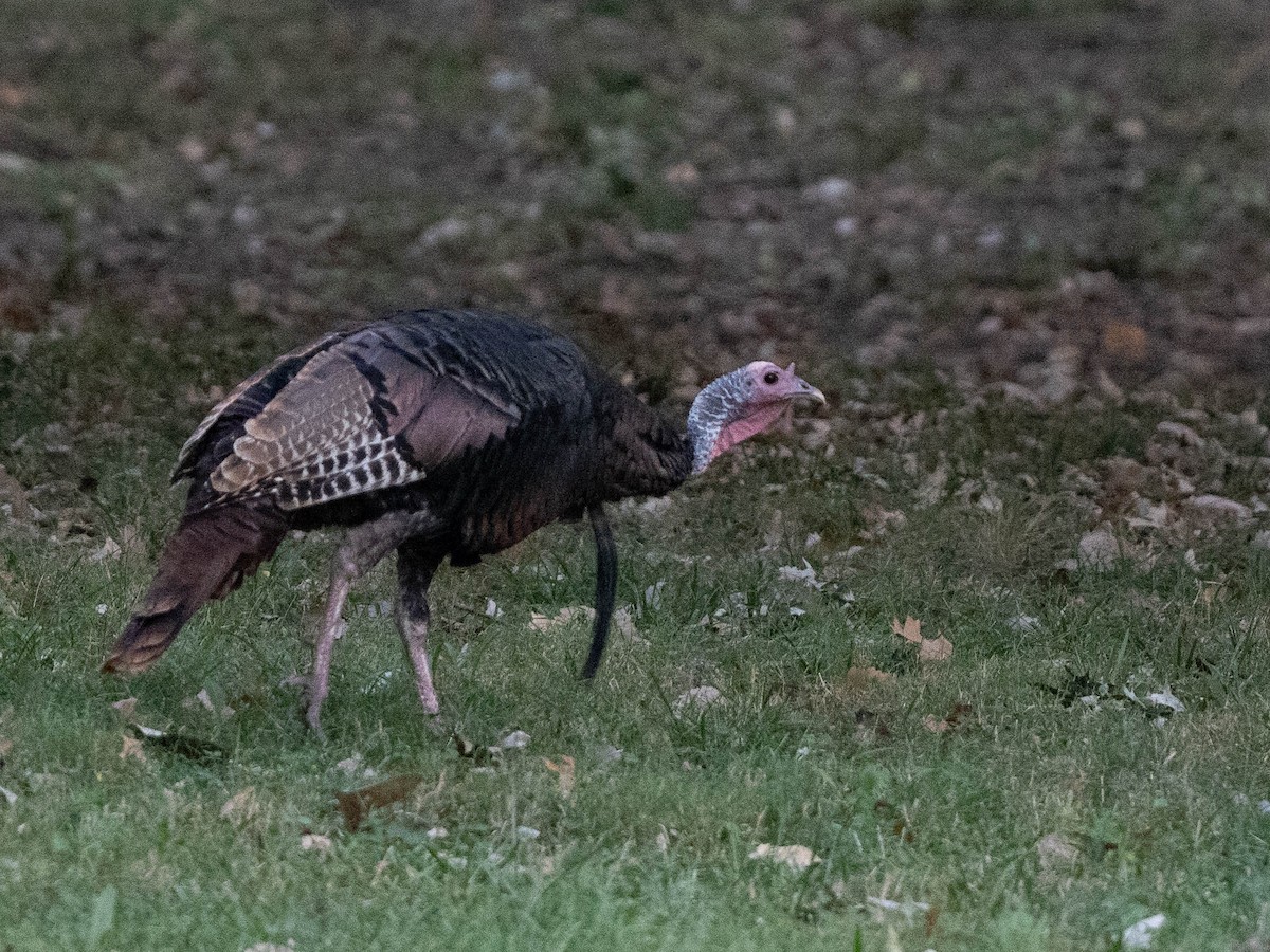 Guajolote Gallipavo - ML643569256