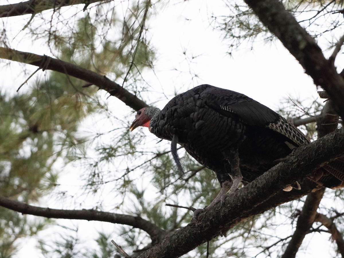 Guajolote Gallipavo - ML643569257