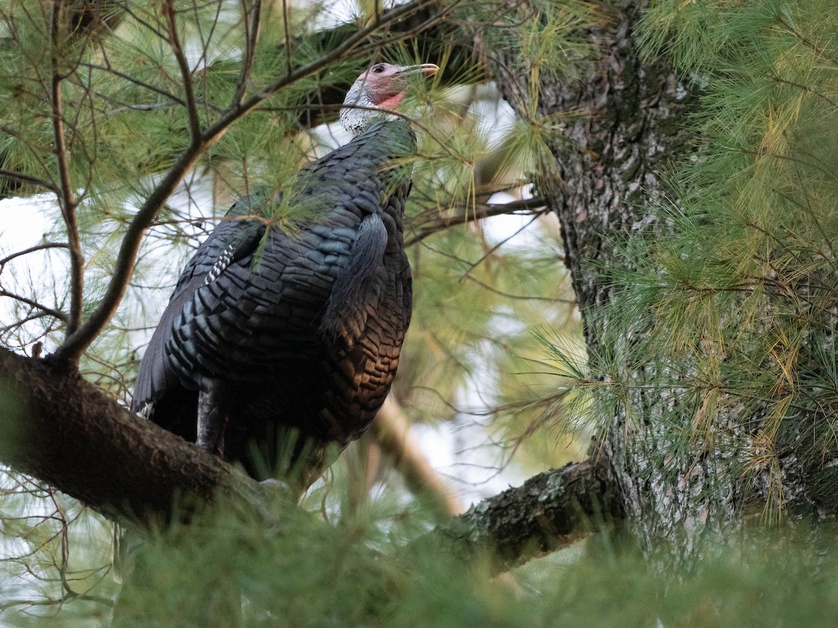 Guajolote Gallipavo - ML643569258