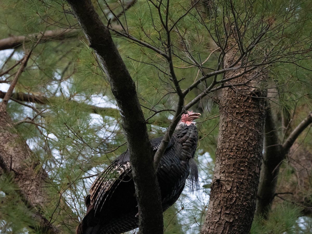 Guajolote Gallipavo - ML643569259