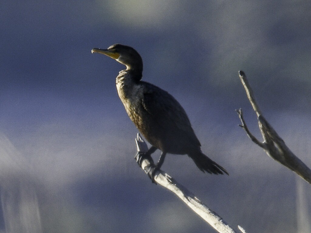 Double-crested Cormorant - ML643569268