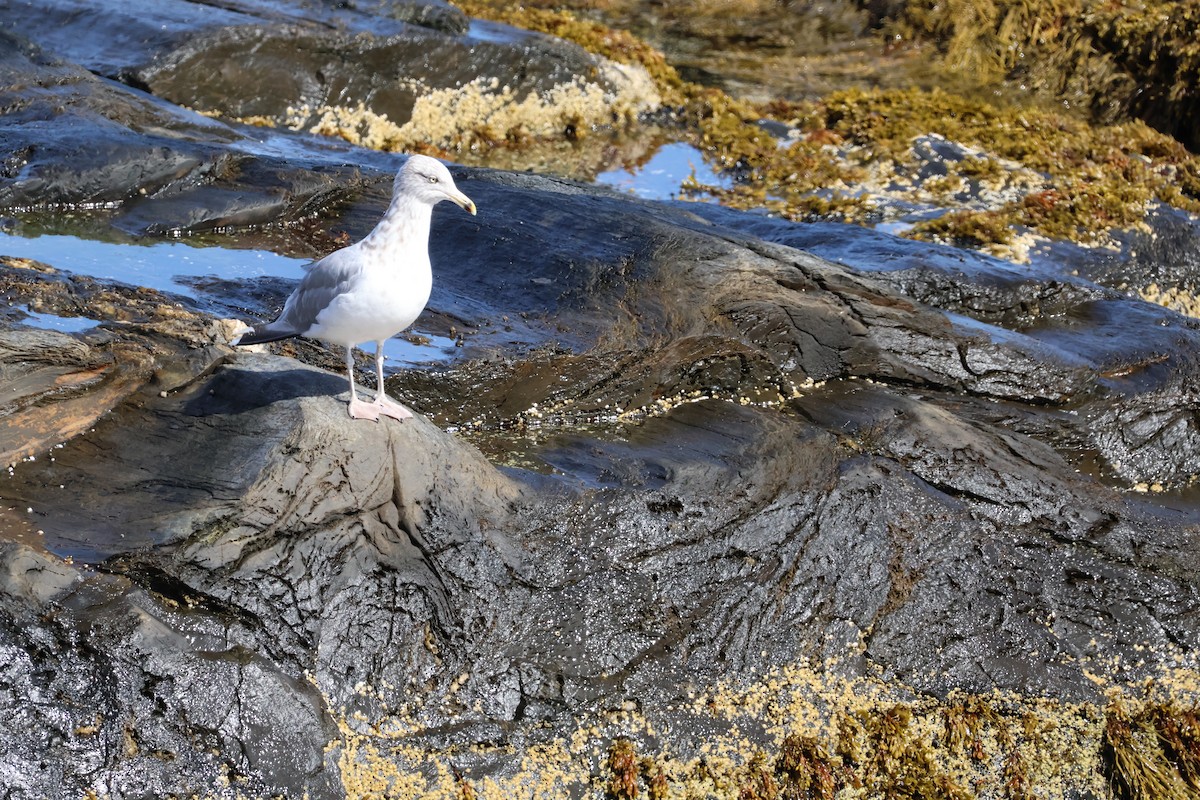American Herring Gull - ML643569269