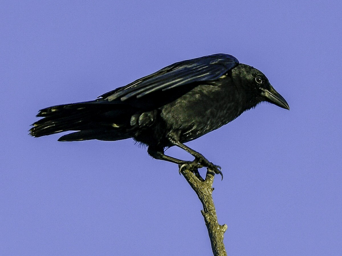 vrána americká - ML643569299