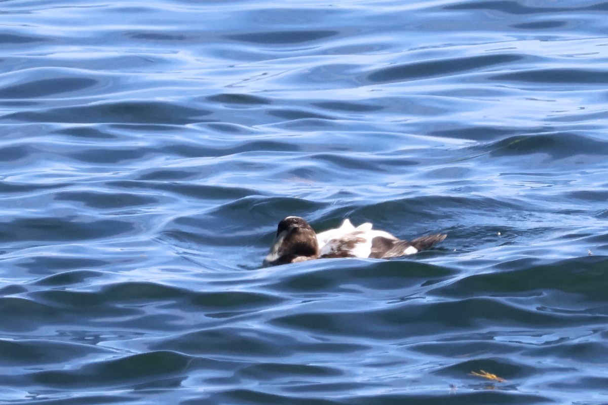 Common Eider - ML643569306