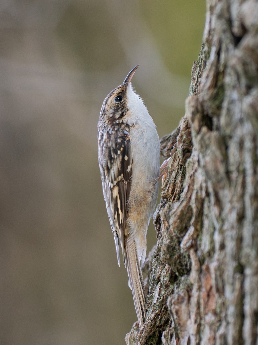 Brown Creeper - ML643569313