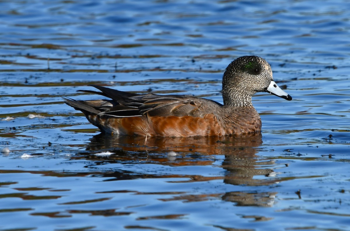hvízdák americký - ML643569315