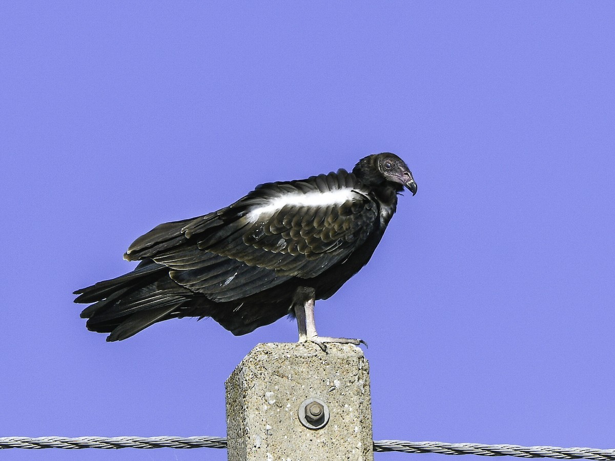Turkey Vulture - ML643569325