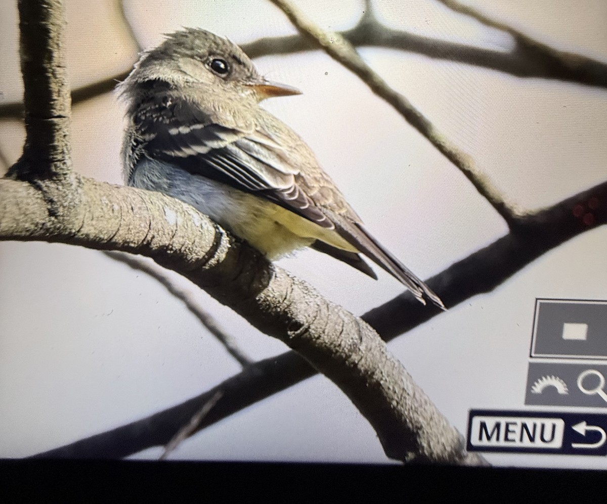 Eastern Wood-Pewee - ML643569331