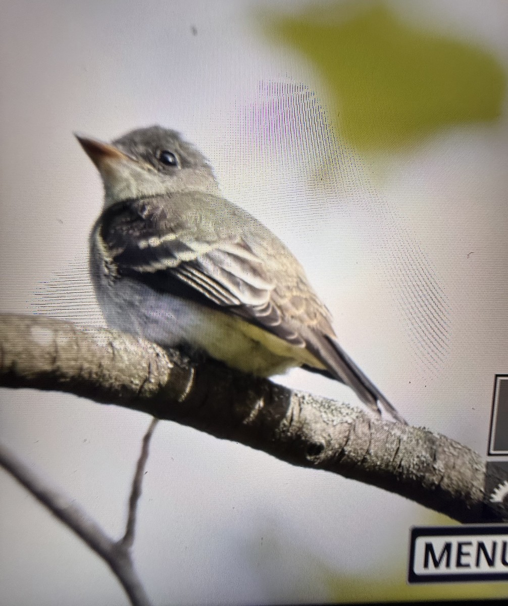 Eastern Wood-Pewee - ML643569332