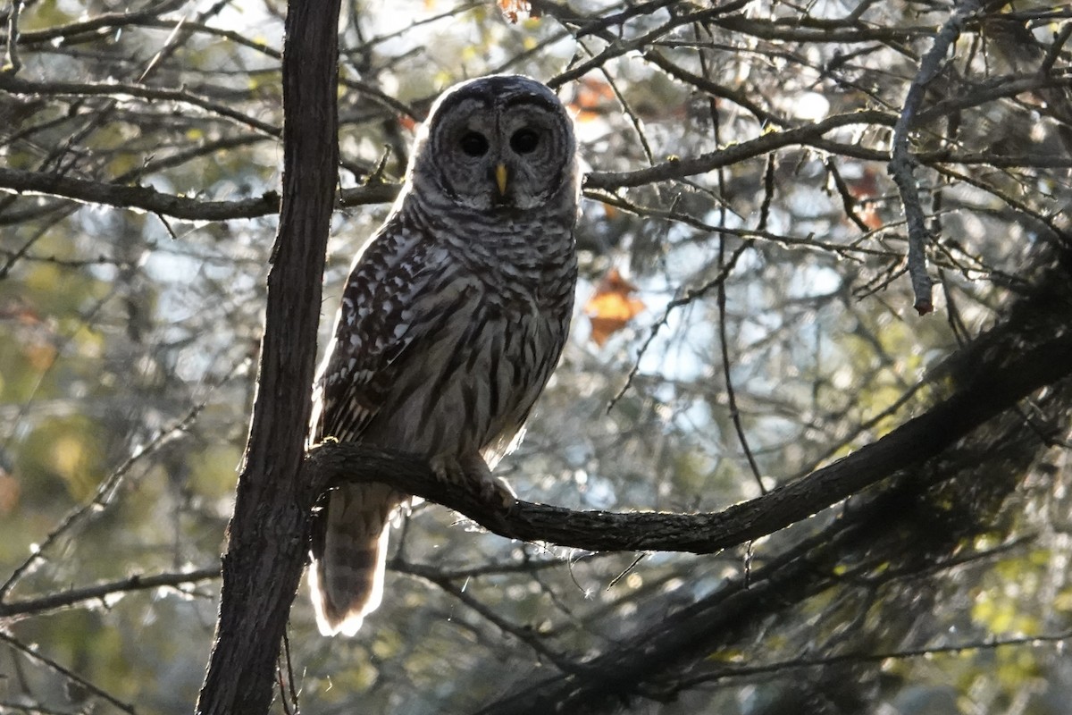 Barred Owl - ML643569337