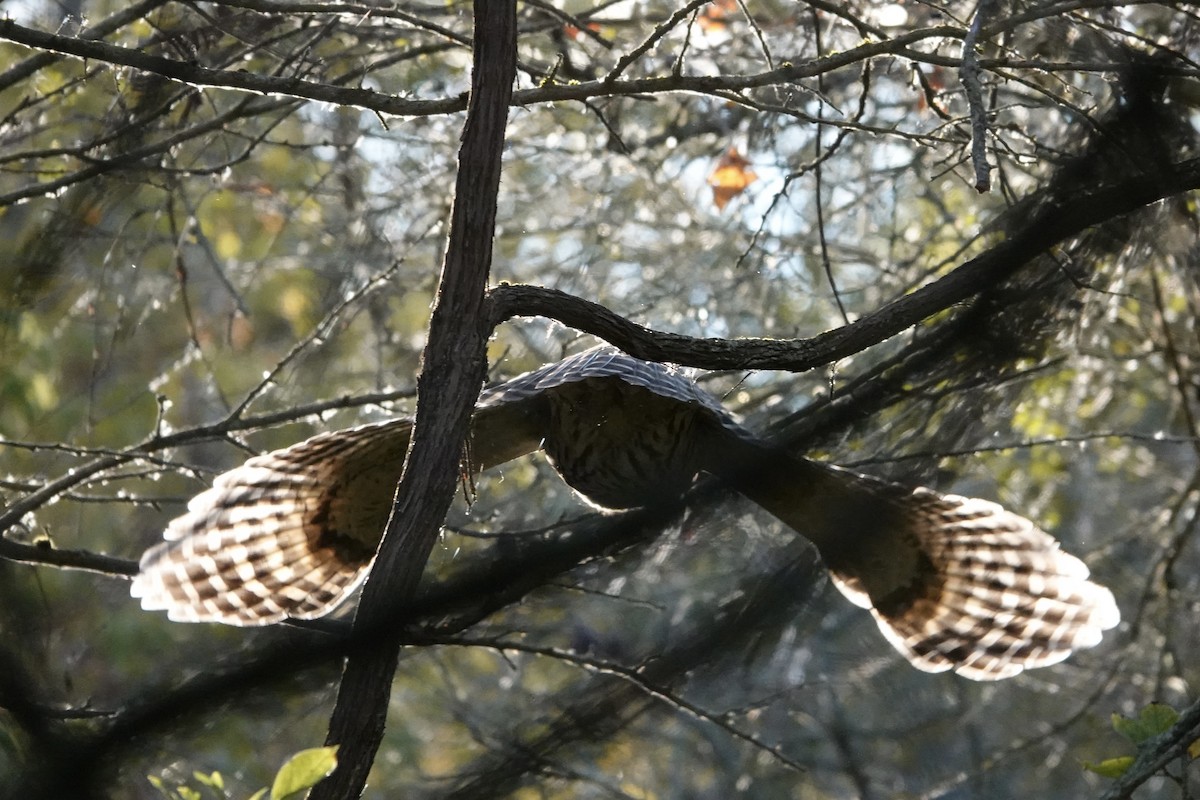 Barred Owl - ML643569338
