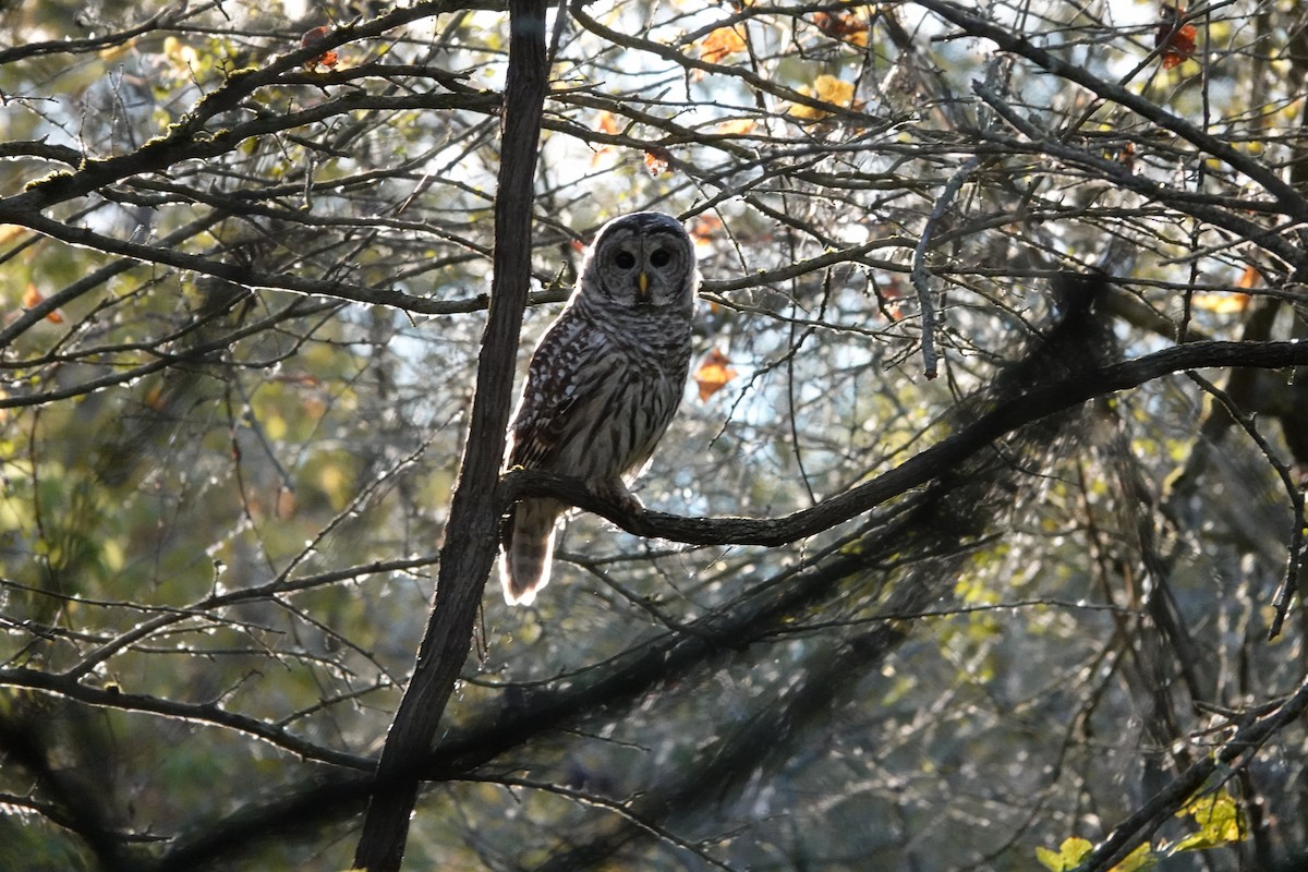 Barred Owl - ML643569339