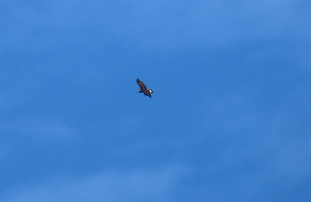 Golden Eagle - ML643569340