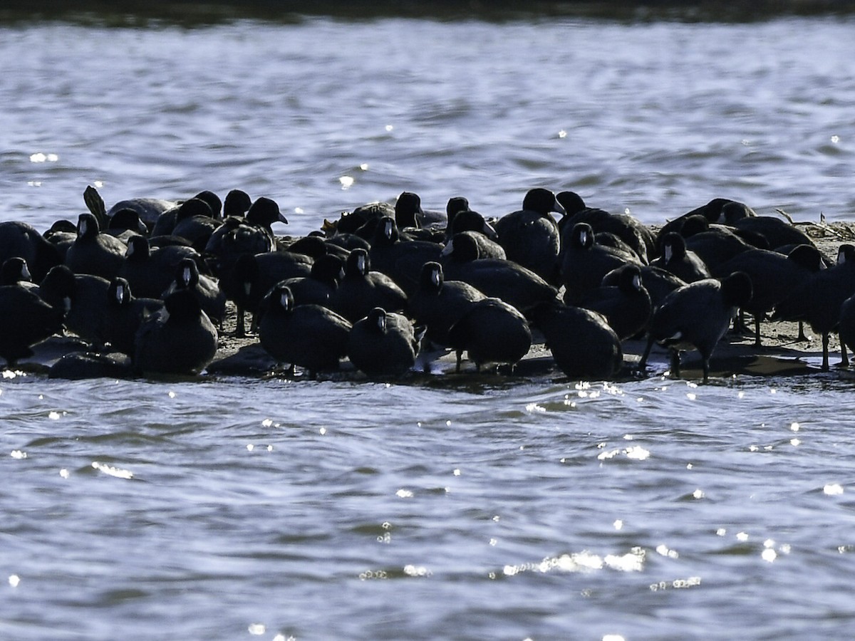 American Coot - ML643569341