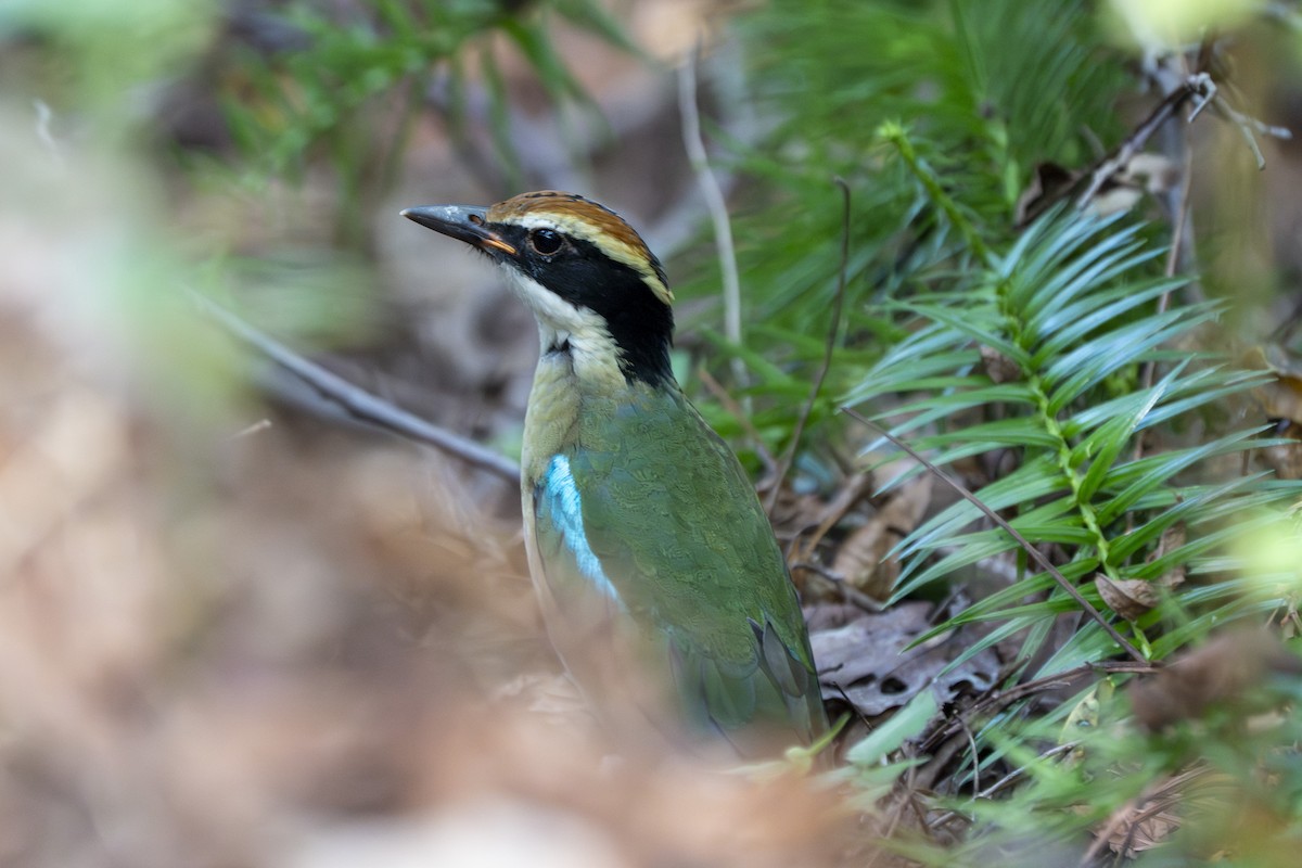 Fairy Pitta - ML643569346