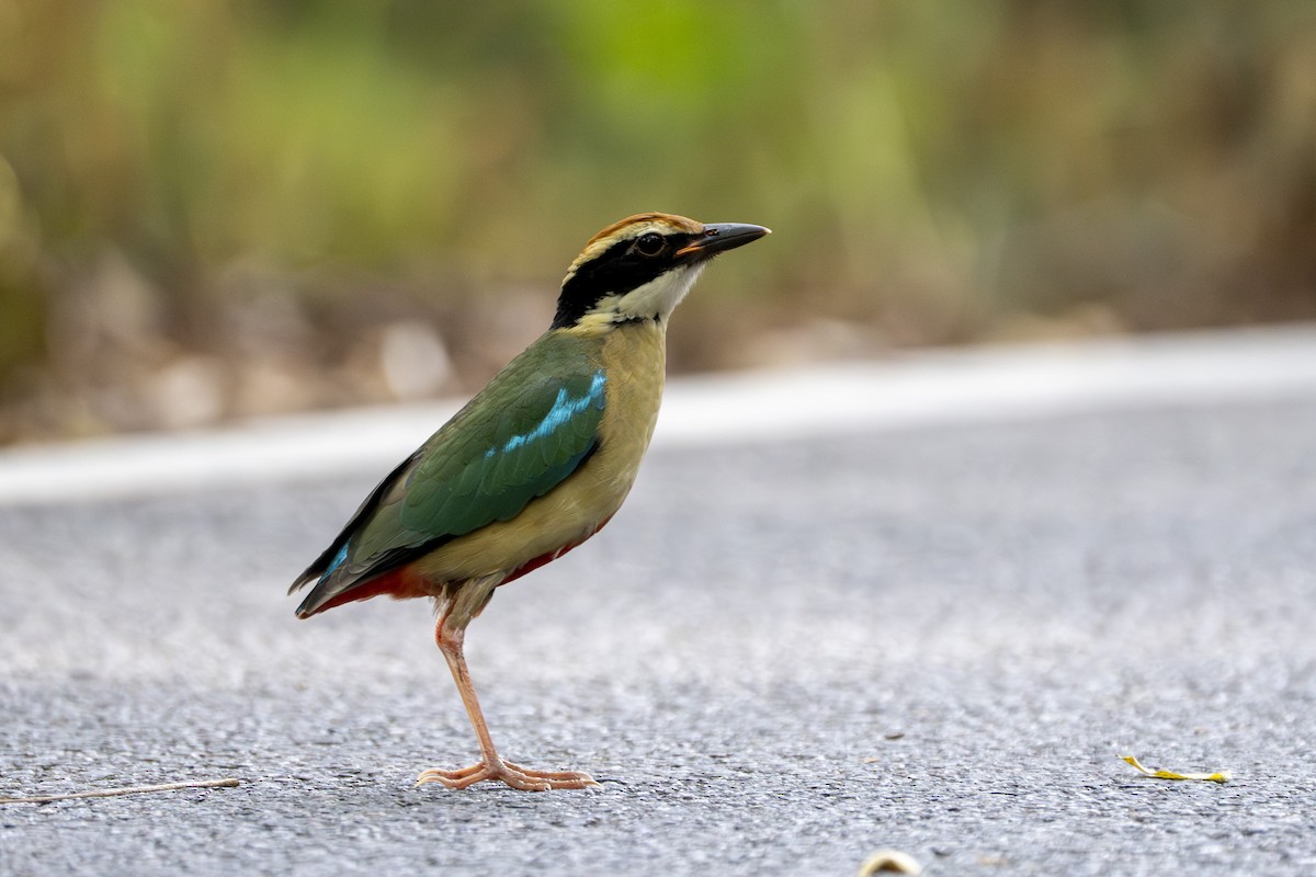 Fairy Pitta - ML643569348