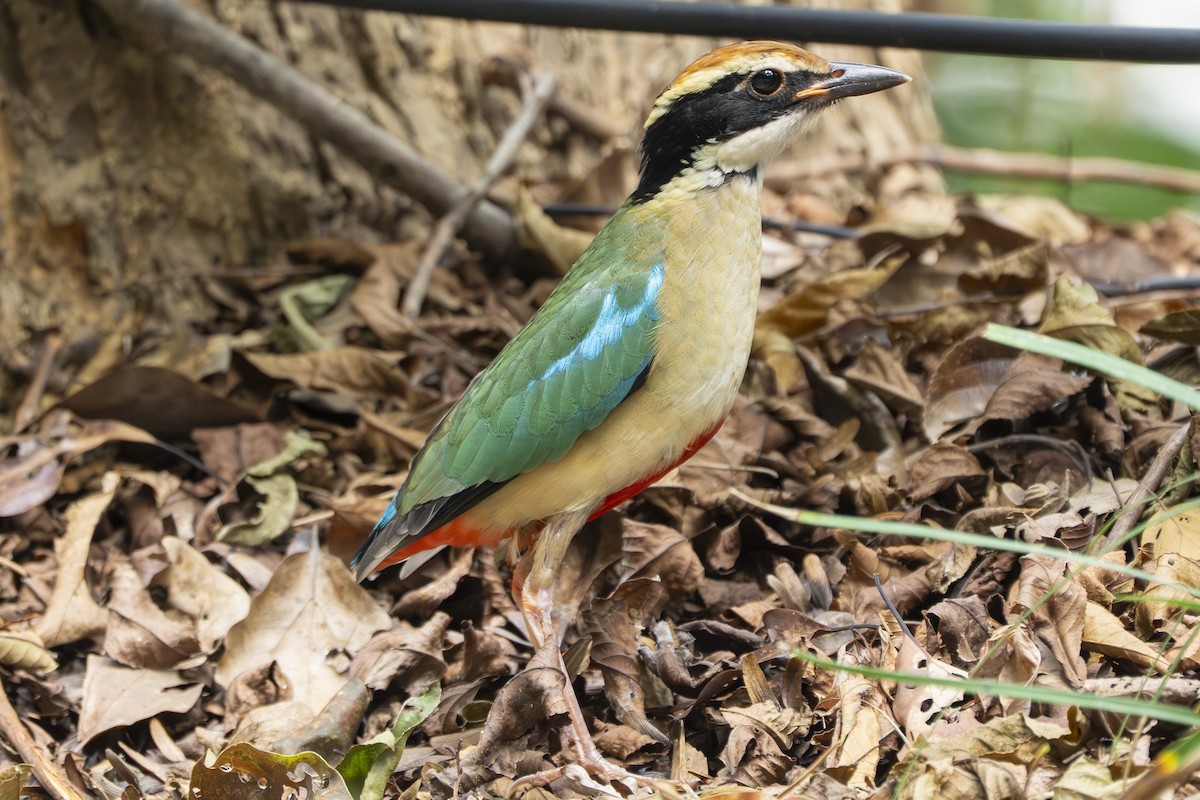 Fairy Pitta - ML643569349