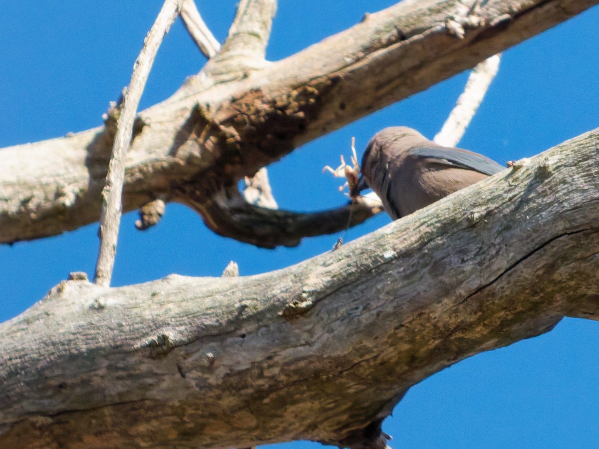 Dusky Woodswallow - ML643569350