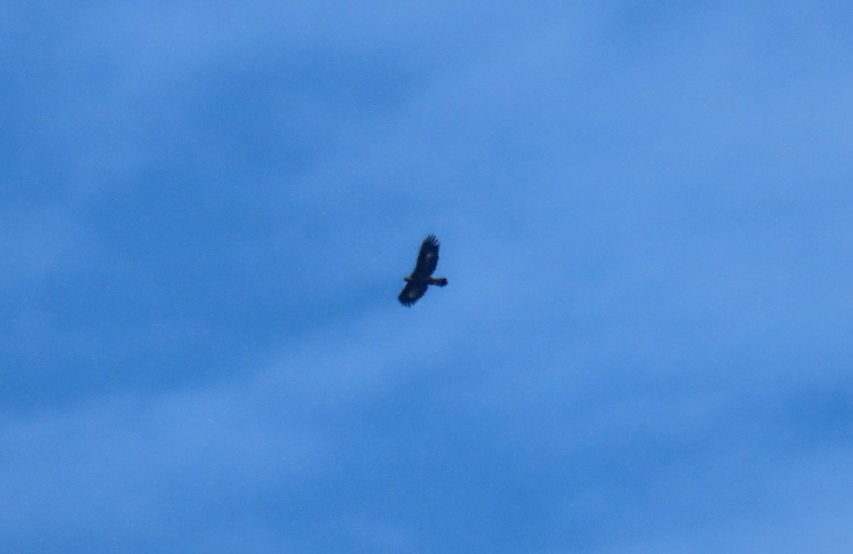 Golden Eagle - ML643569352