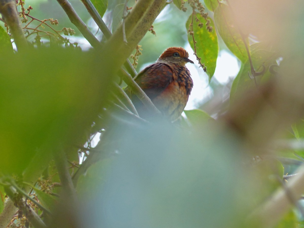 Little Cuckoo-Dove - ML643569353